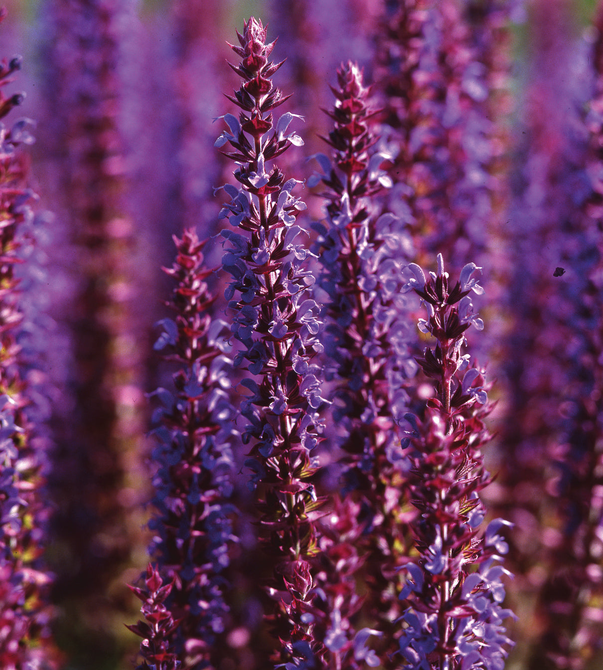 Lehtosalvia 'Ostfriesland' 3 kpl