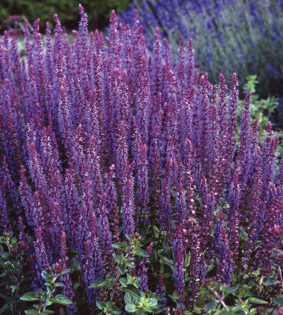 Lehtosalvia 'Ostfriesland' 3 kpl