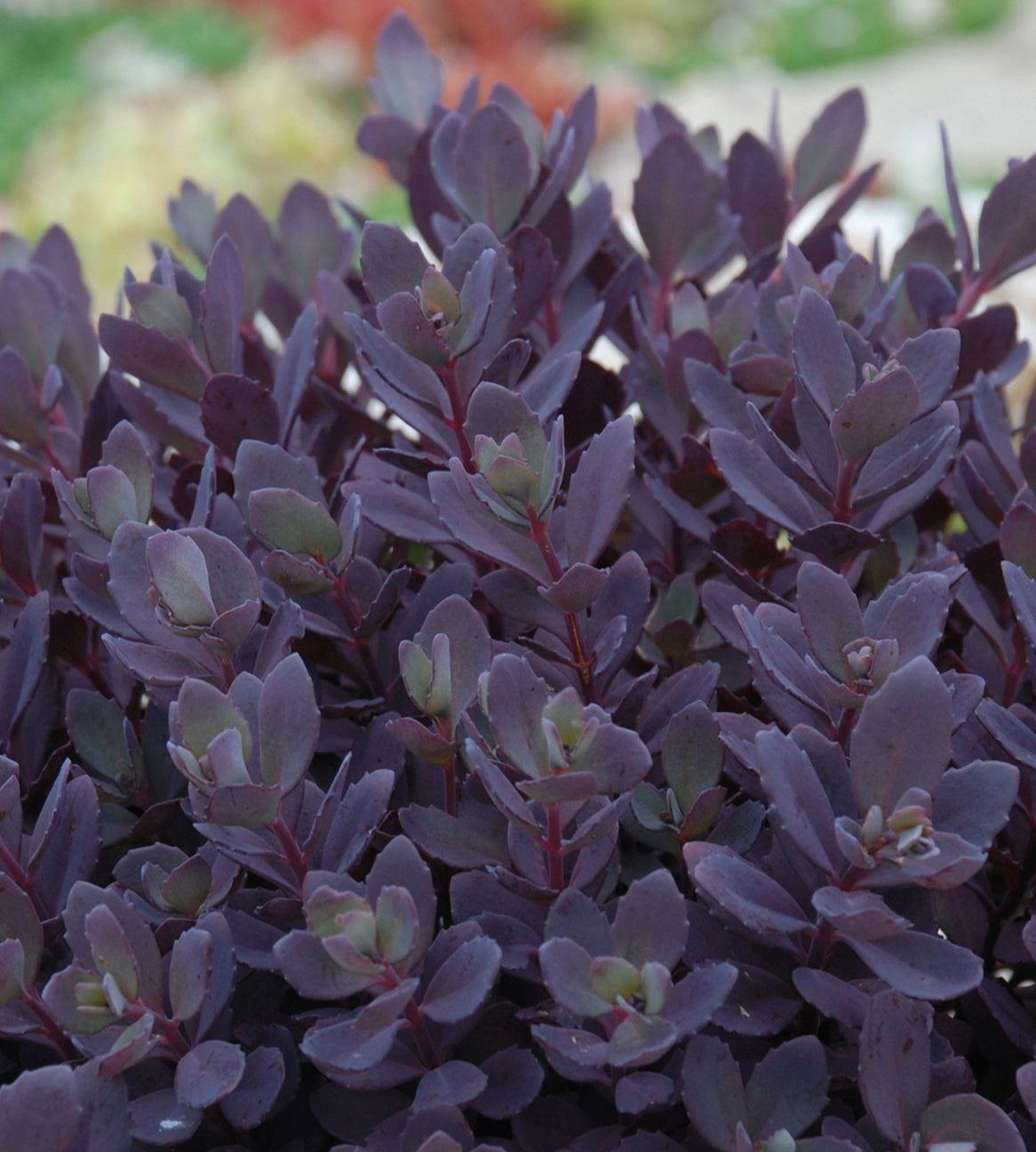 Japaninmaksaruoho 'Plum Dazzled' 3 kpl
