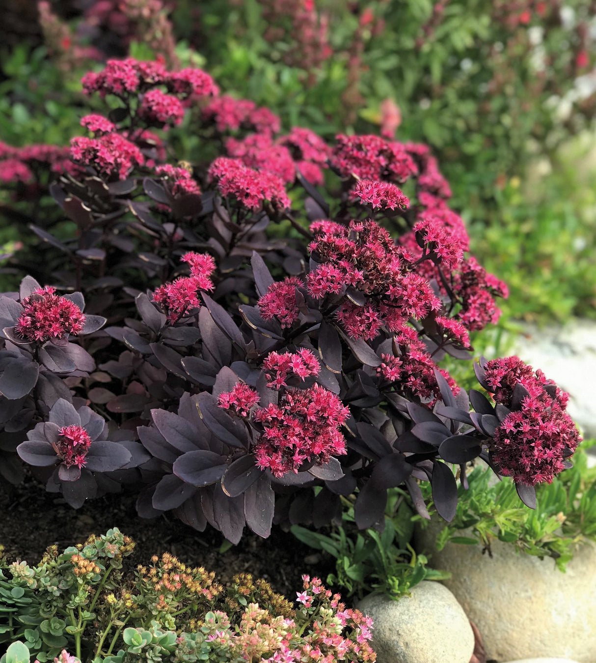 Japaninmaksaruoho 'Plum Dazzled' 3 kpl