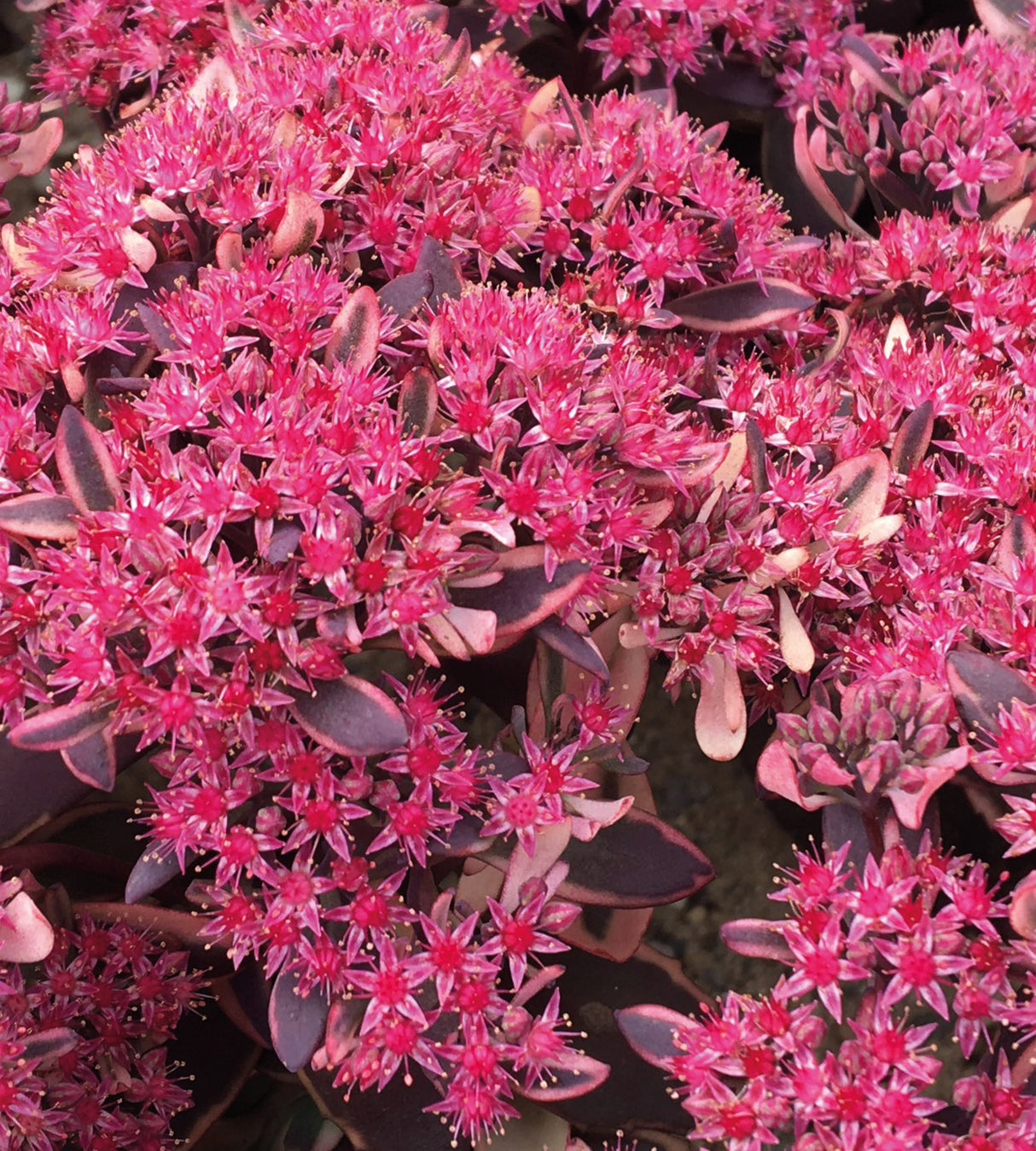 Japaninmaksaruoho 'Wildfire' 3 kpl
