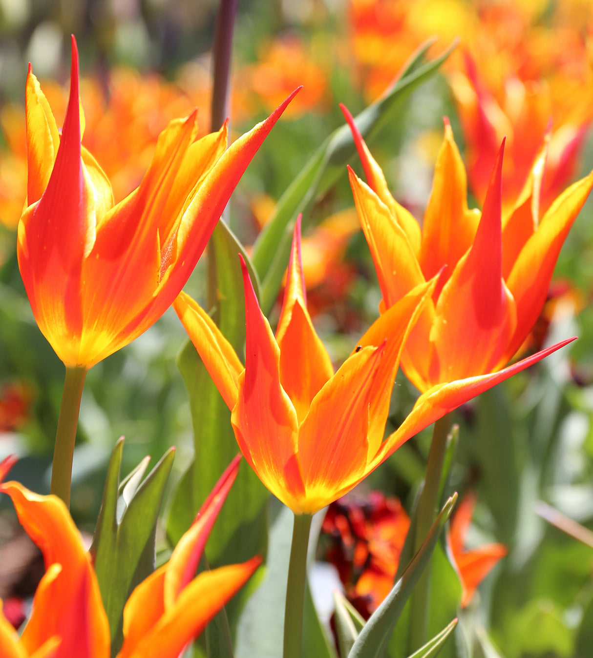 10 kpl Tulppaani 'Fly Away'