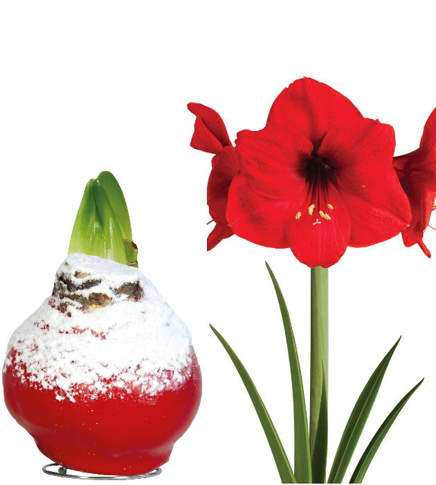 1 kpl Vaha-amaryllis Snow X-mas Red