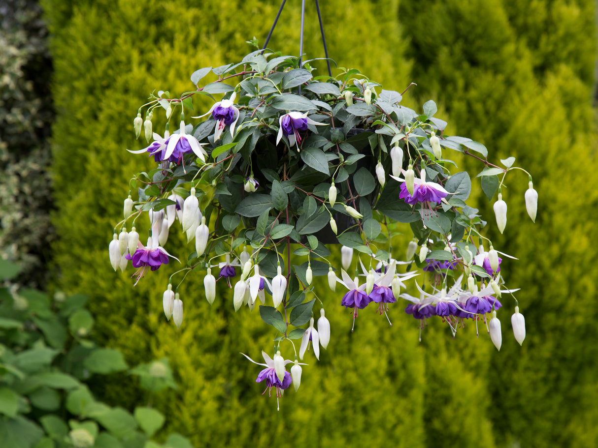 3 kpl Verenpisara 'Blue Angel'