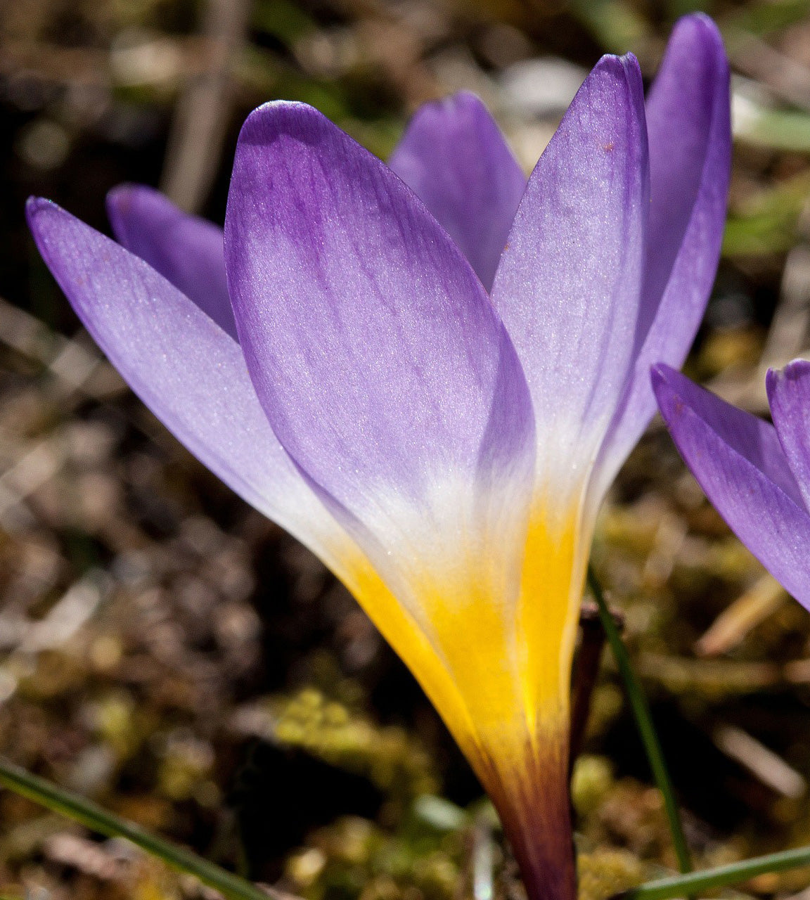 30 kpl Krookus ’Sublimis Tricolor’