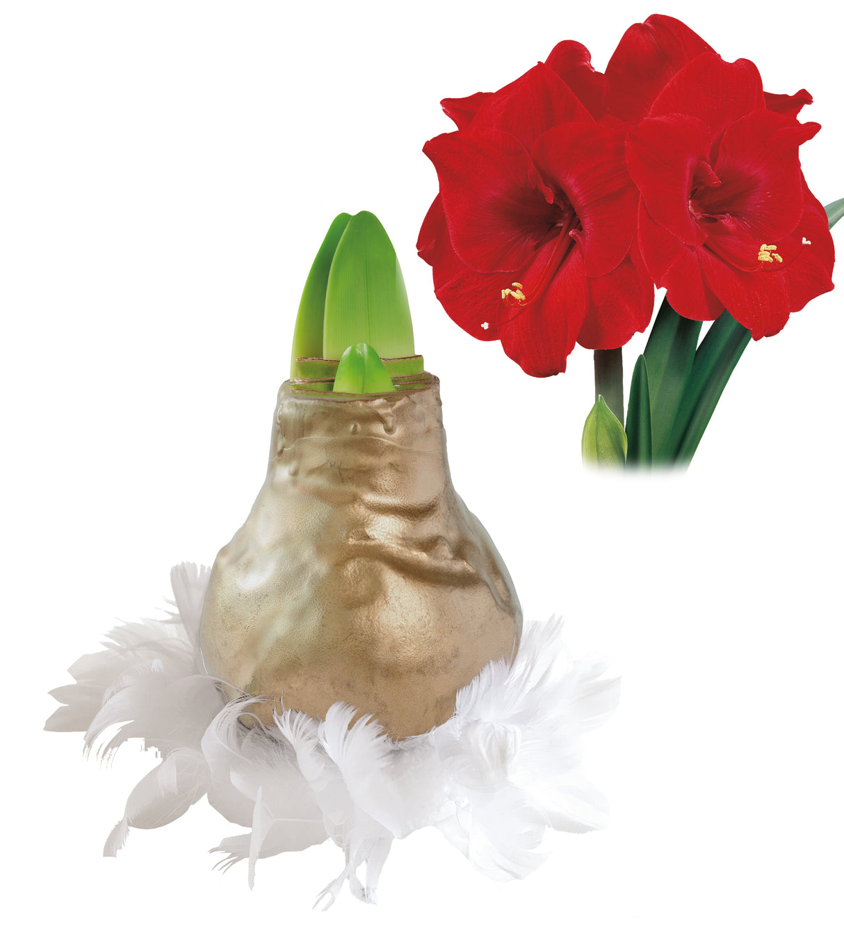 1 kpl Vaha-amaryllis Feather Gloss Gold