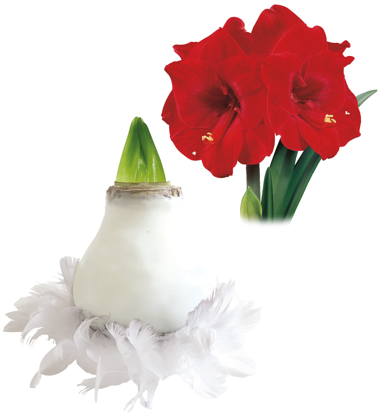 1 kpl Vaha-amaryllis Feather White