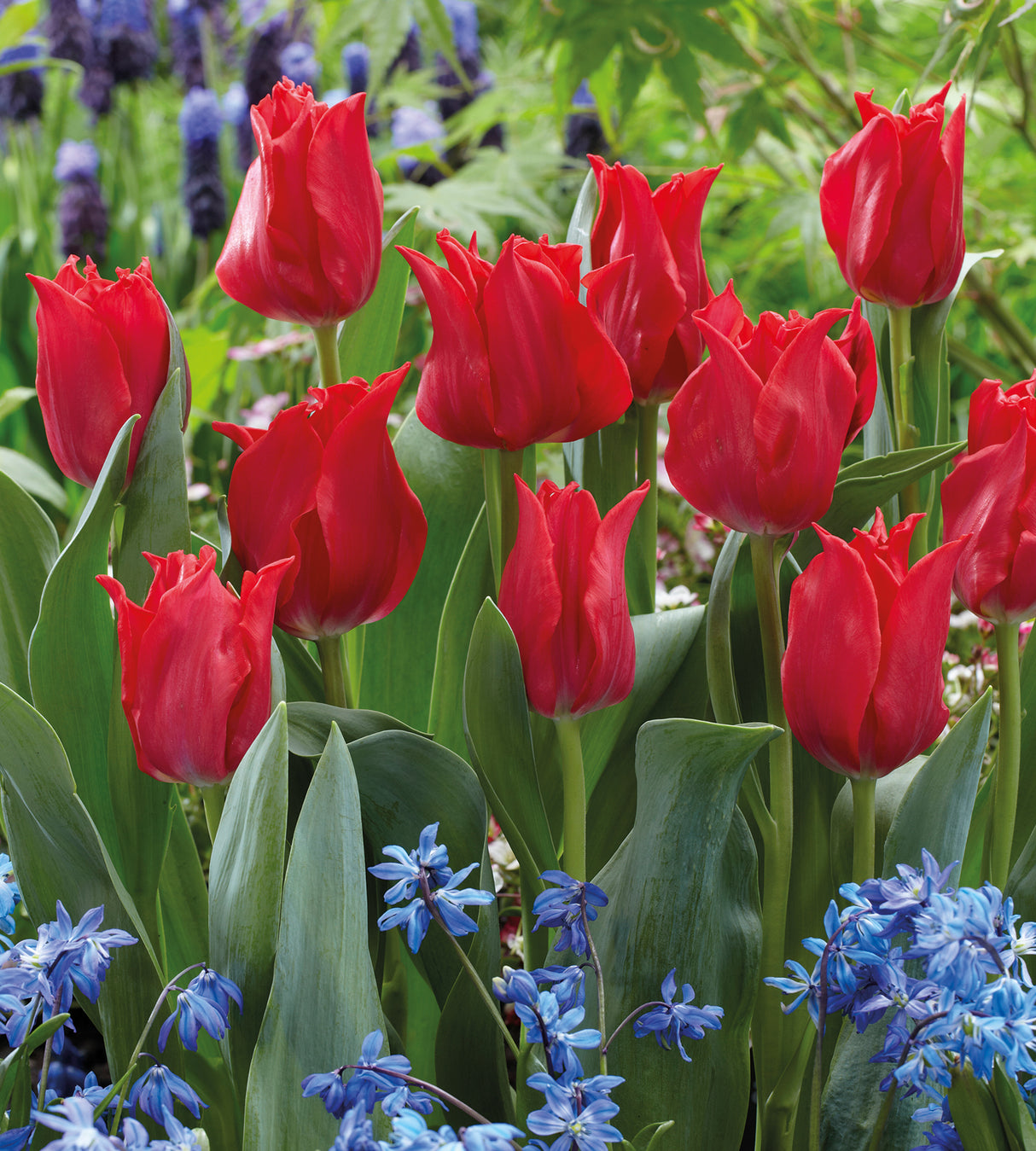 Tulppaani 'Pretty Woman' 15 kpl