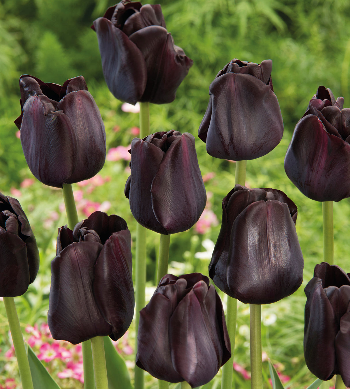 5 kpl Tulppaani ’Paul Scherer'