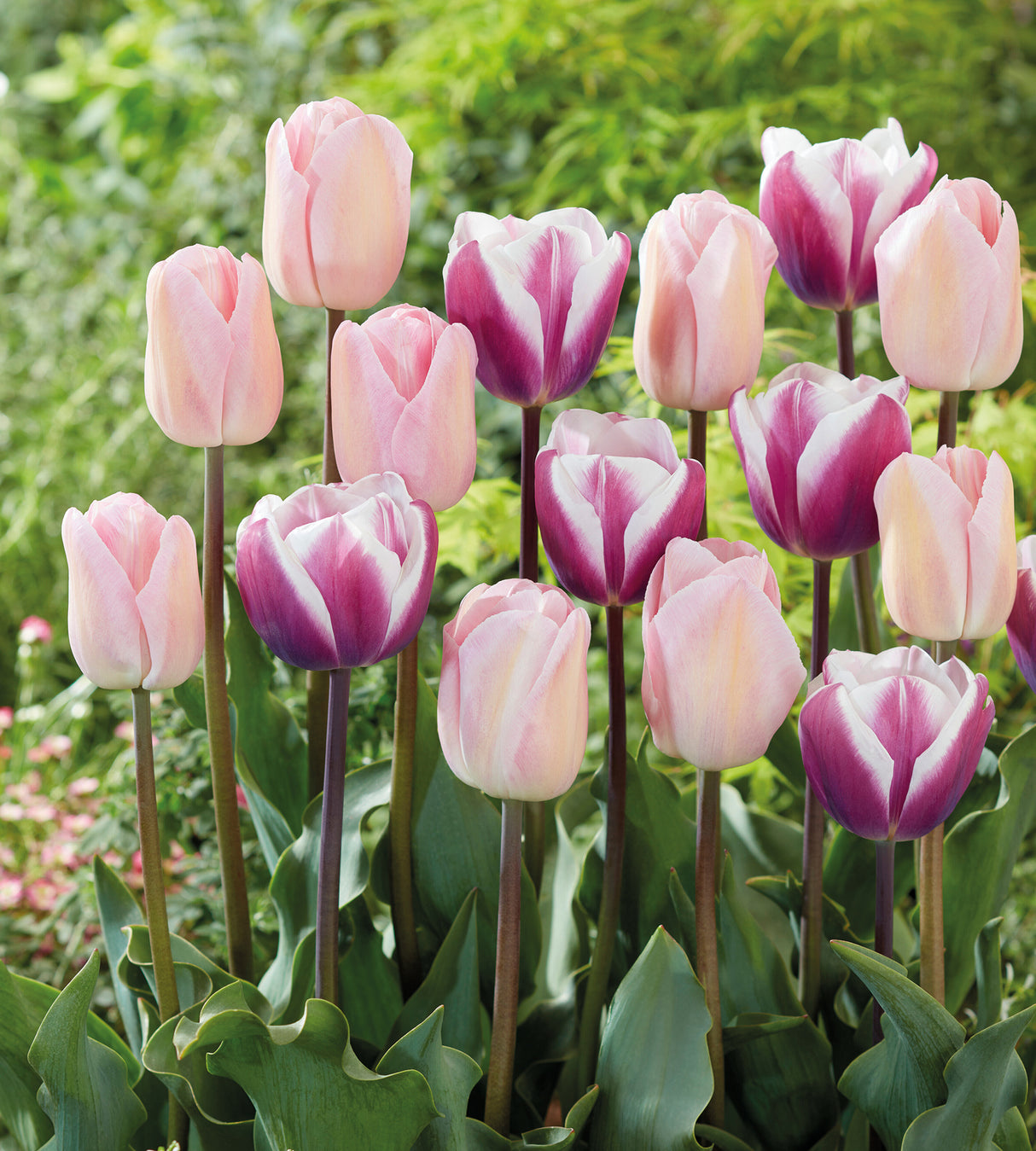Tulppaani ’Beauty Mix' 10 kpl