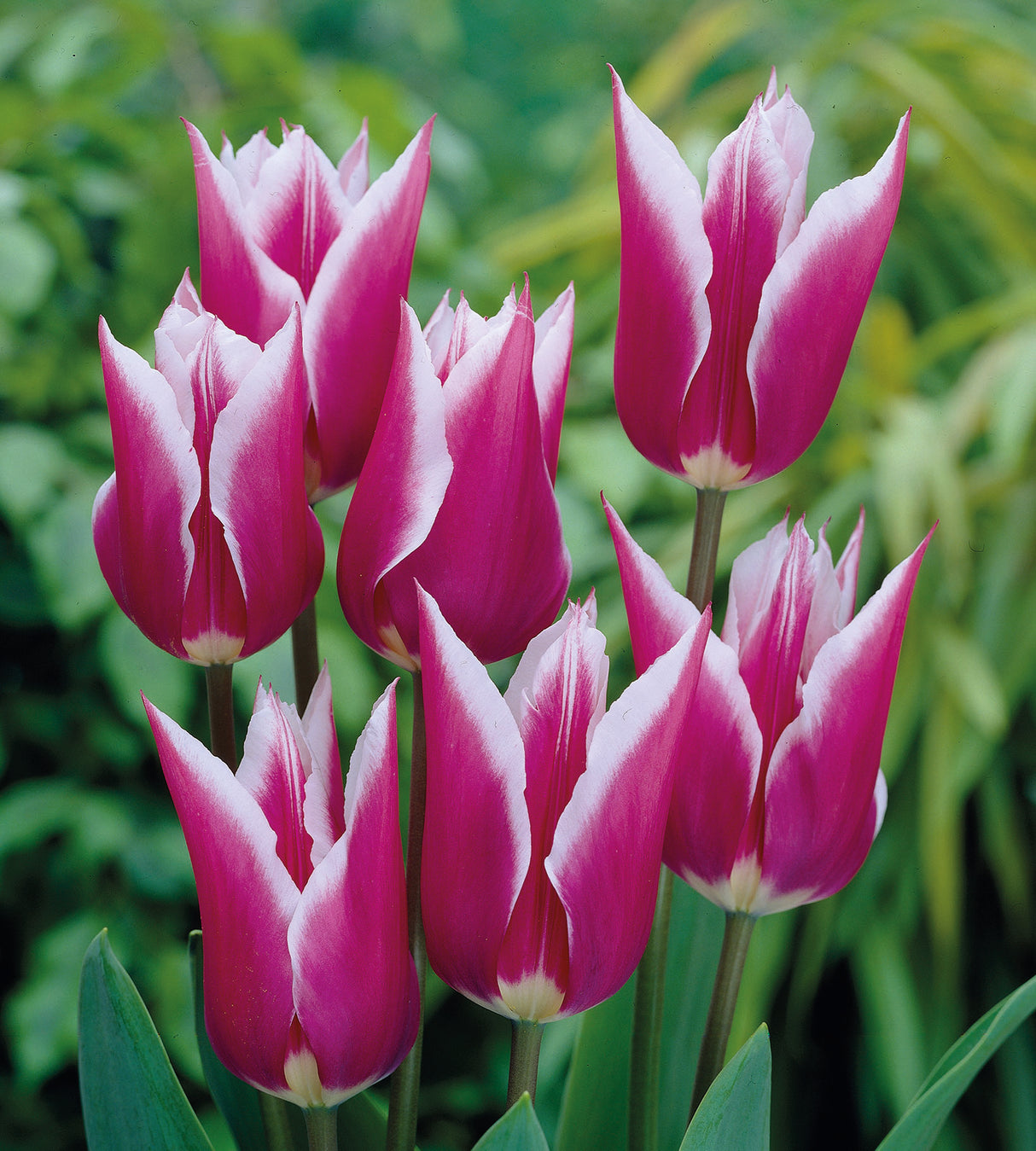 10 kpl Tulppaani 'Claudia'