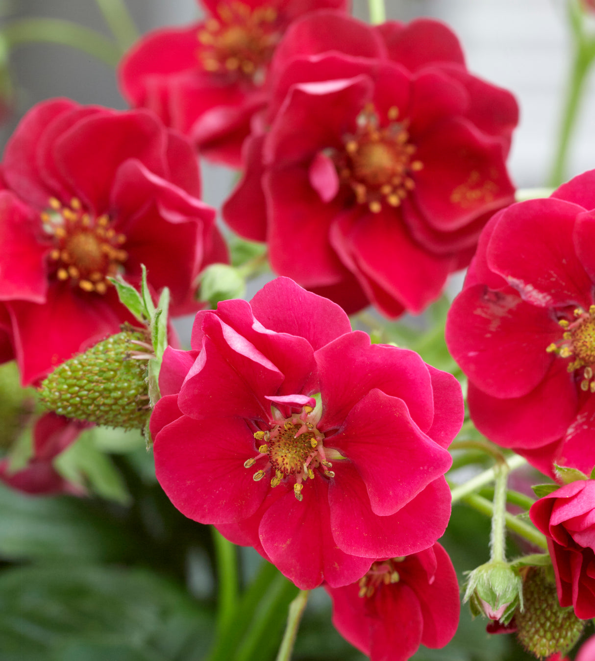 Mansikka ’Summer Breeze Red’ 3 kpl