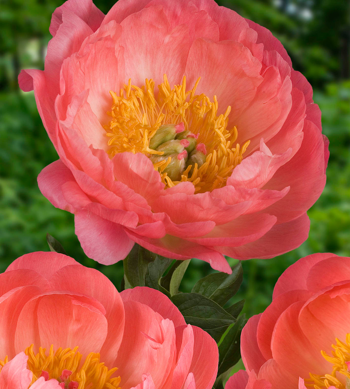 1 kpl Kiinanpioni 'Coral Sunset'