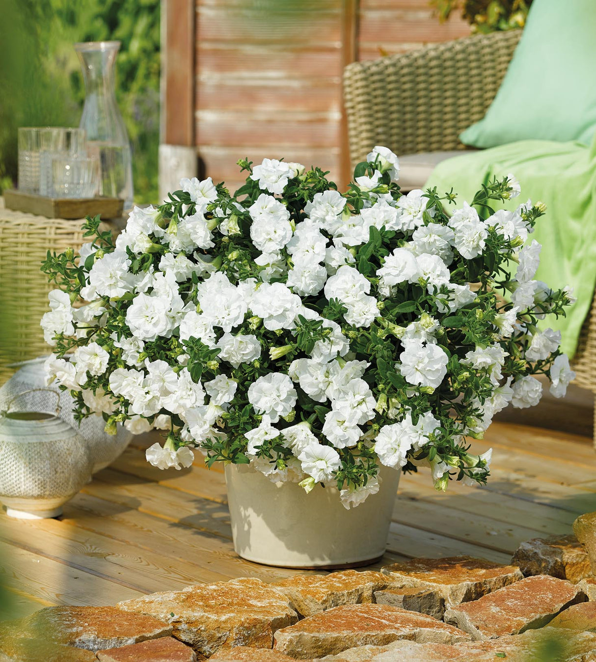 Petunia ’Double White’ 3 kpl