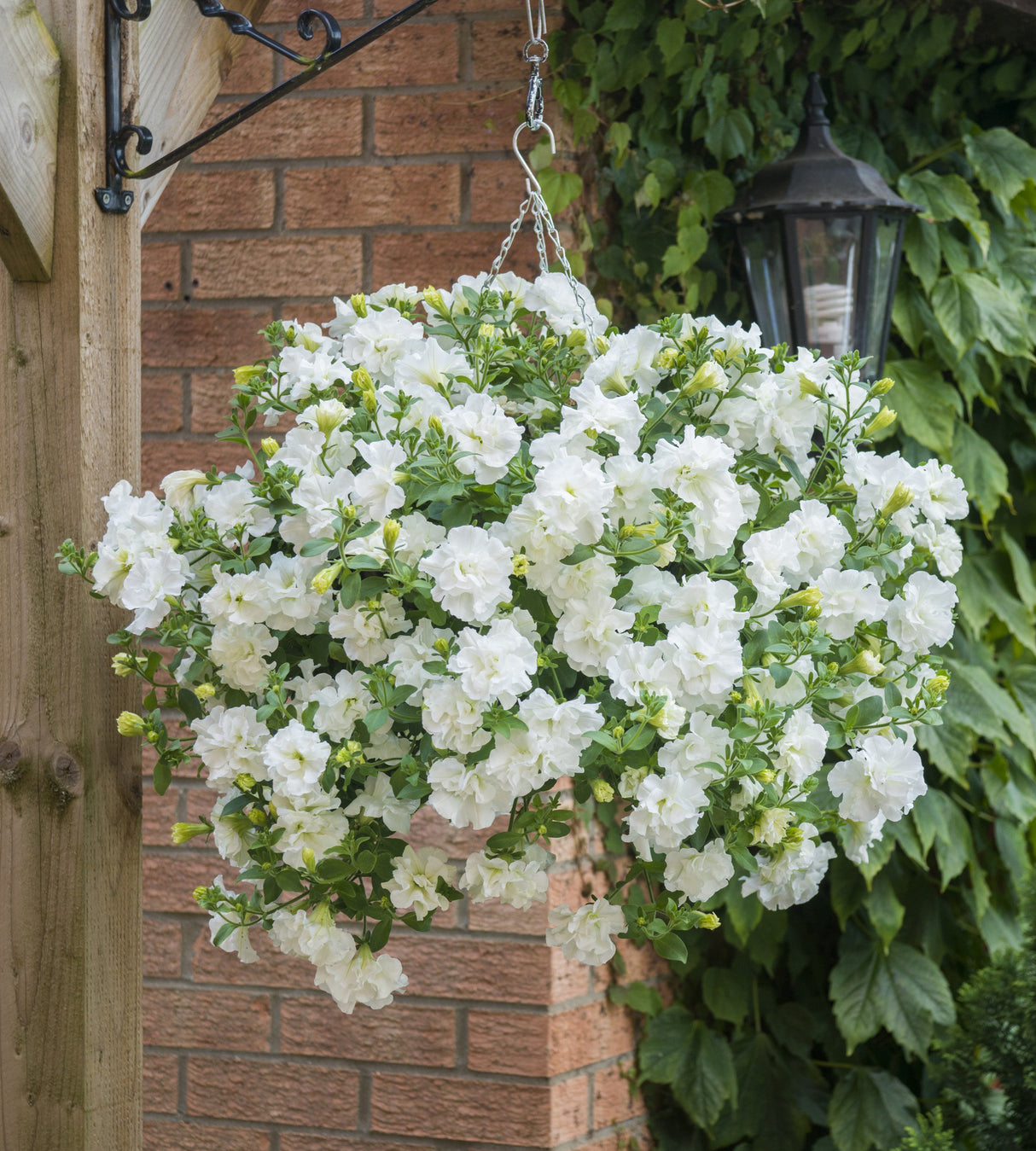 Petunia ’Double White’ 3 kpl