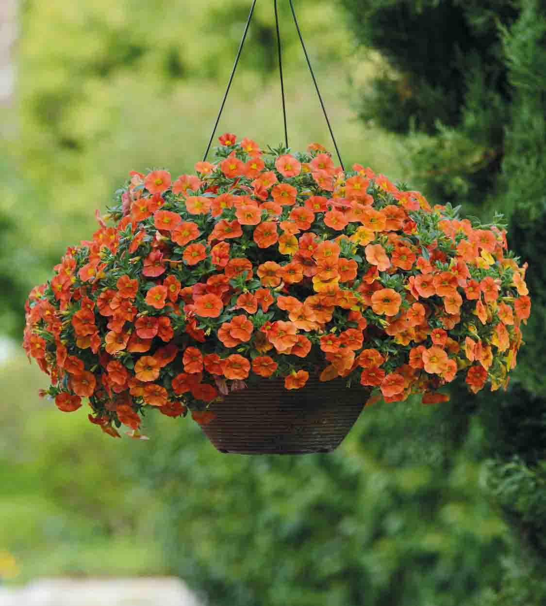 4 kpl Miljoonakello 'Orange'