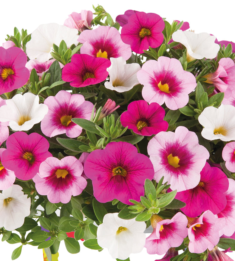 4 kpl Miljoonakello 'Pink Paradise Eyes'