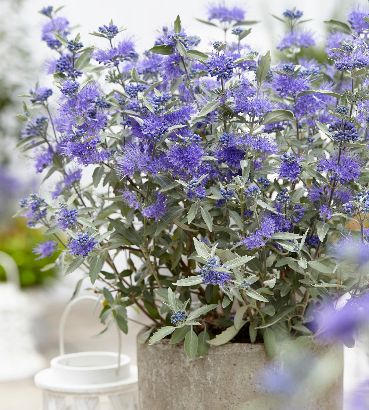 3 kpl Jalorautaoksa ’Sterling Silver’