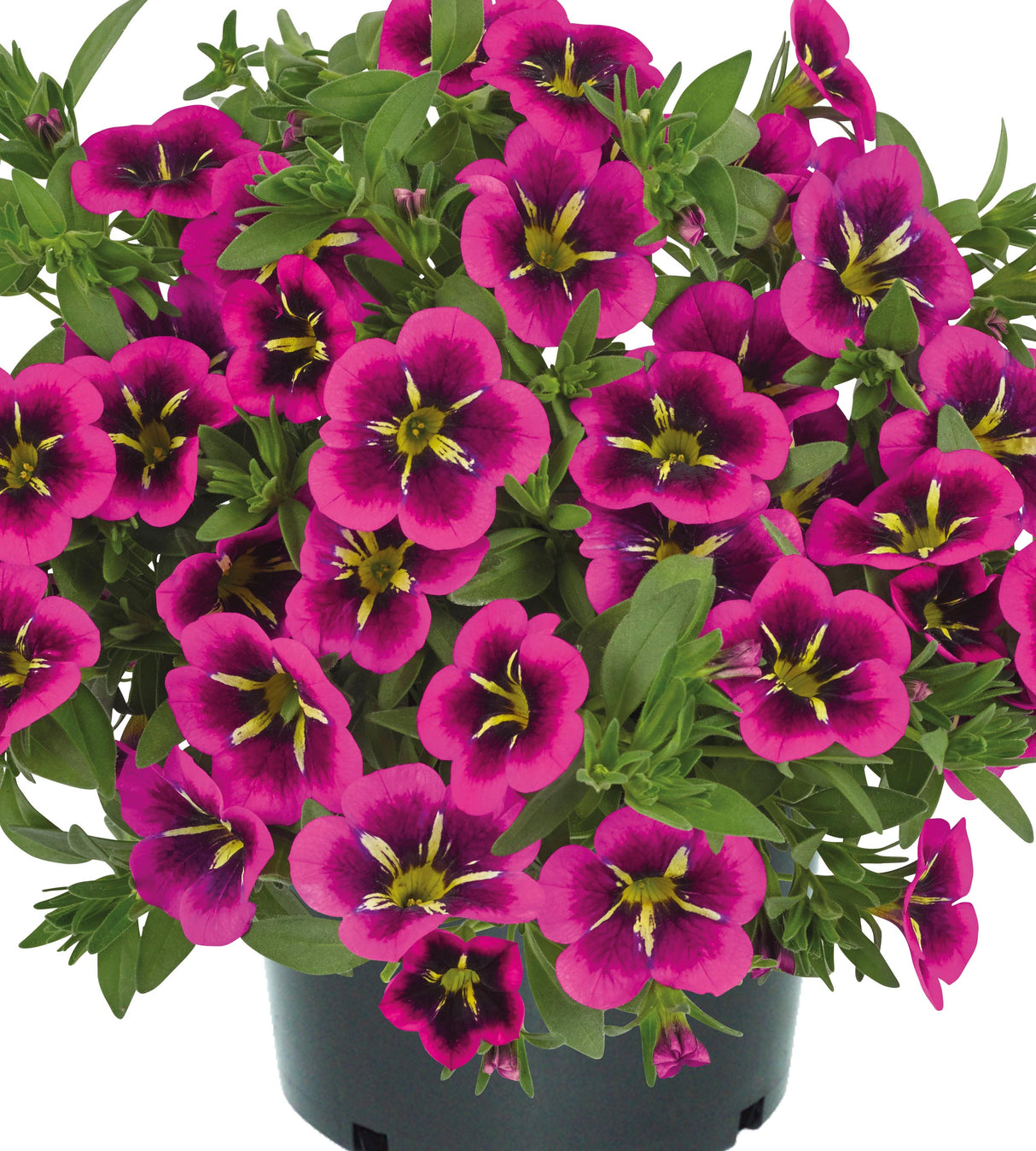 Miljoonakello 'Good Night Kiss' 4 kpl
