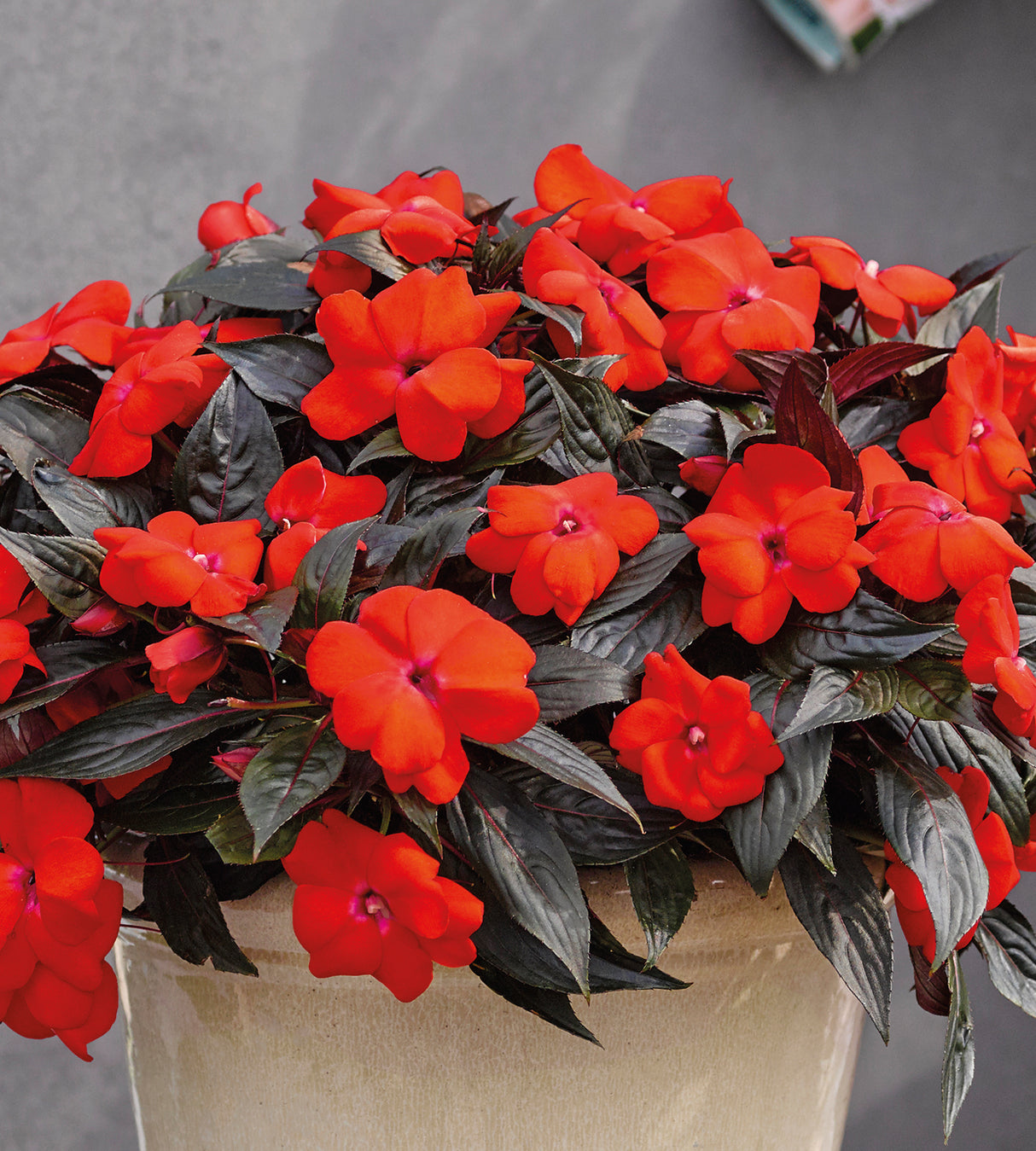 4 kpl Uudenguineanliisa ’Orange’