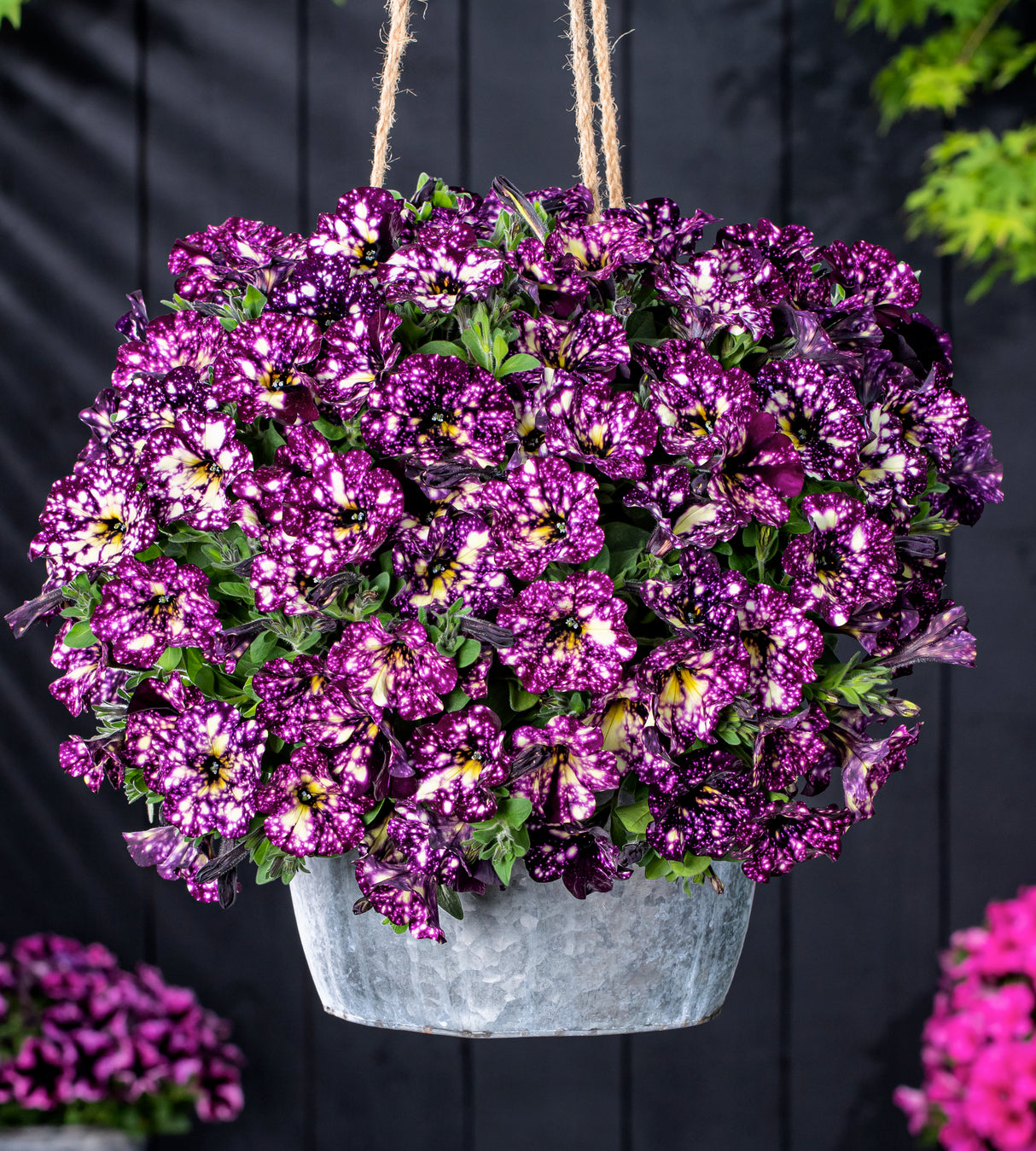 Petunia ’Magenta Mambo’ 4 kpl