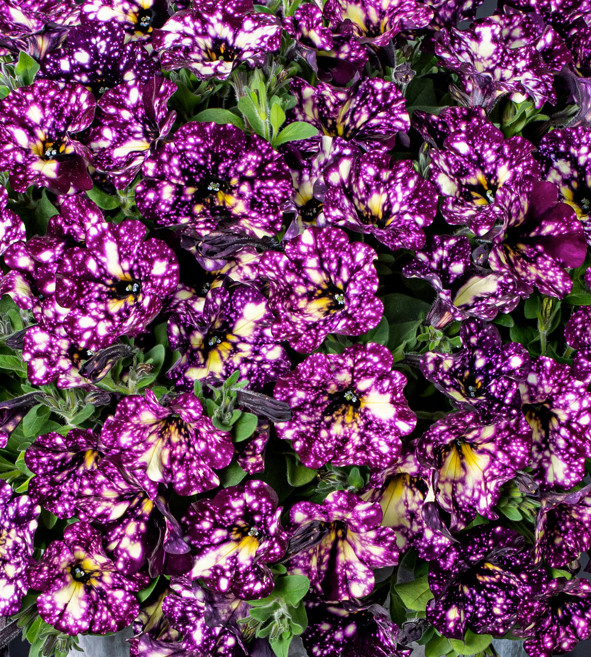 Petunia ’Magenta Mambo’ 4 kpl