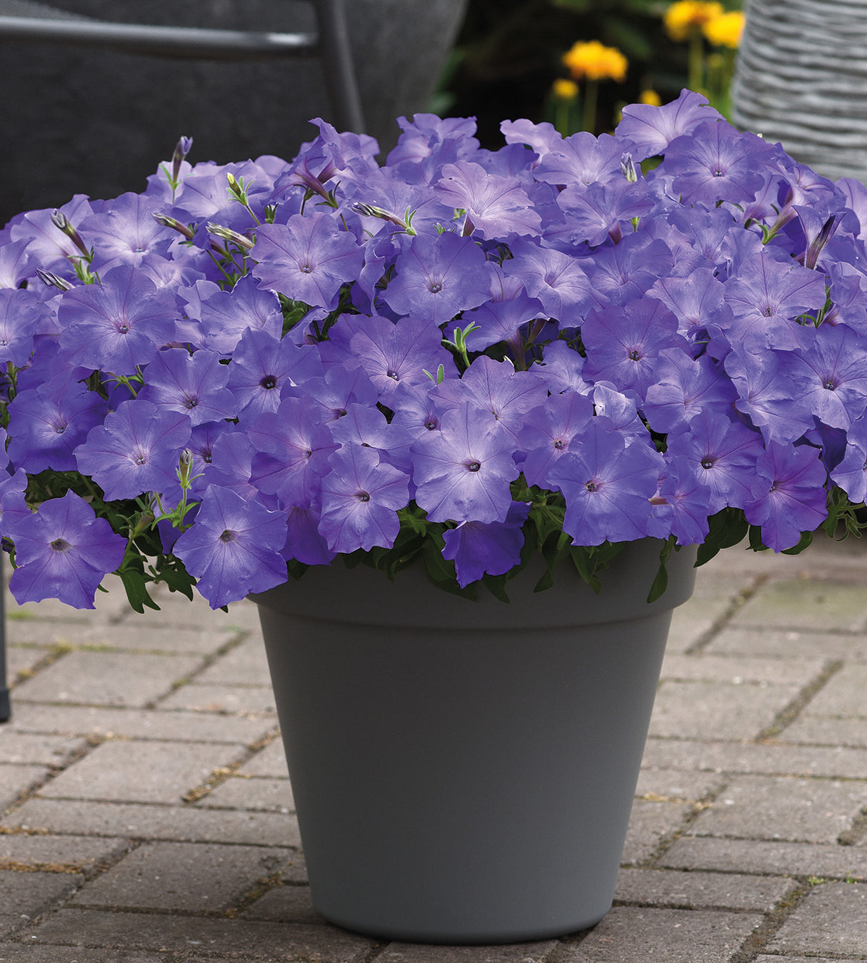 4 kpl Petunia ’Sky Blue’