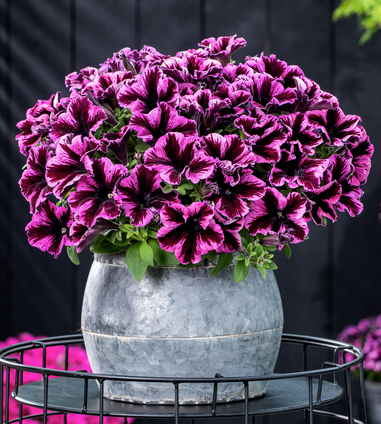4 kpl Petunia ’Cosmic Pink’
