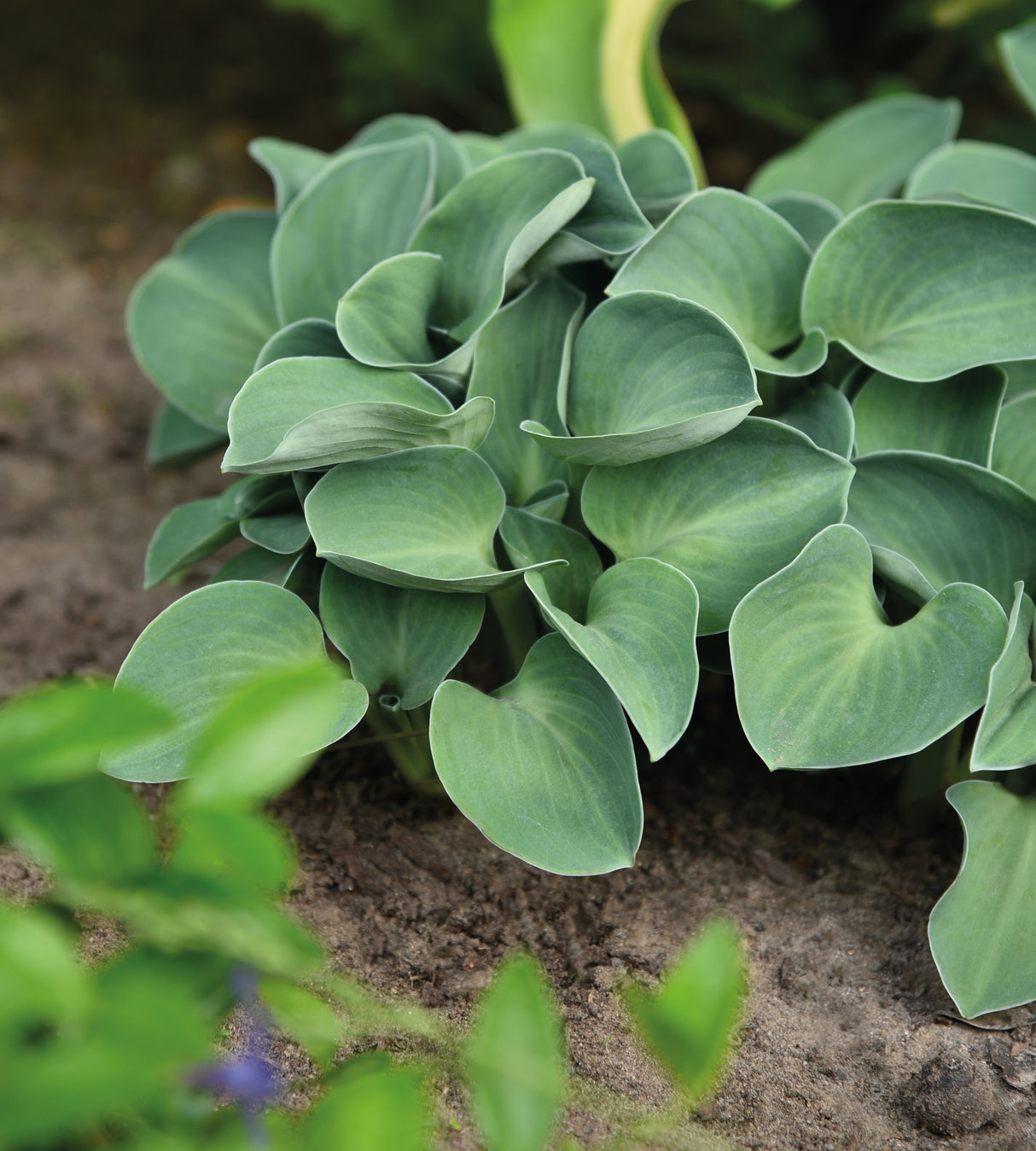 3 kpl Kuunlilja ’Blue Mouse Ears’