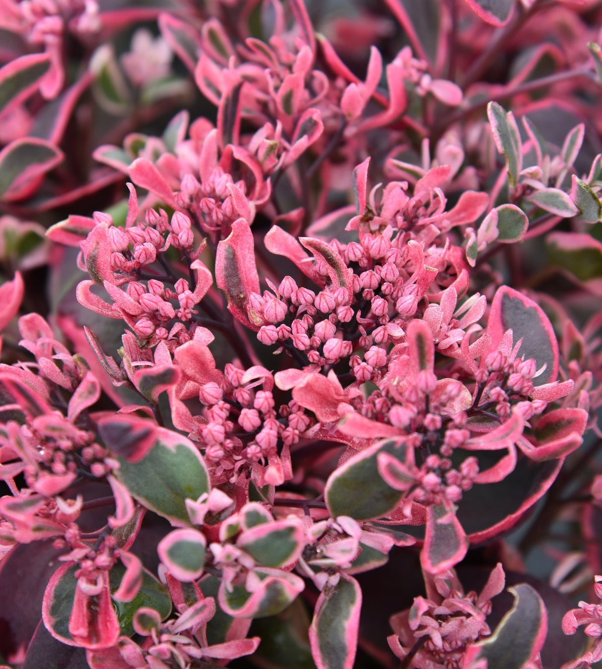 3 kpl Maksaruoho ’Dream Dazzler’