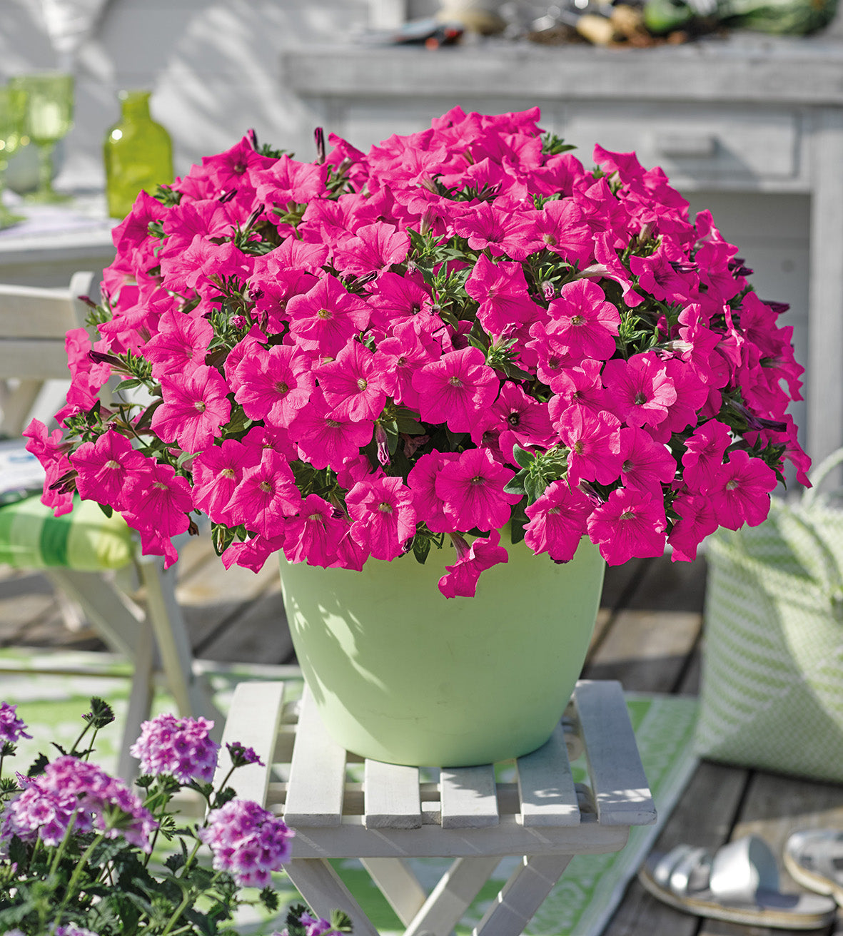 Petunia ’Hot Pink’ 4 kpl