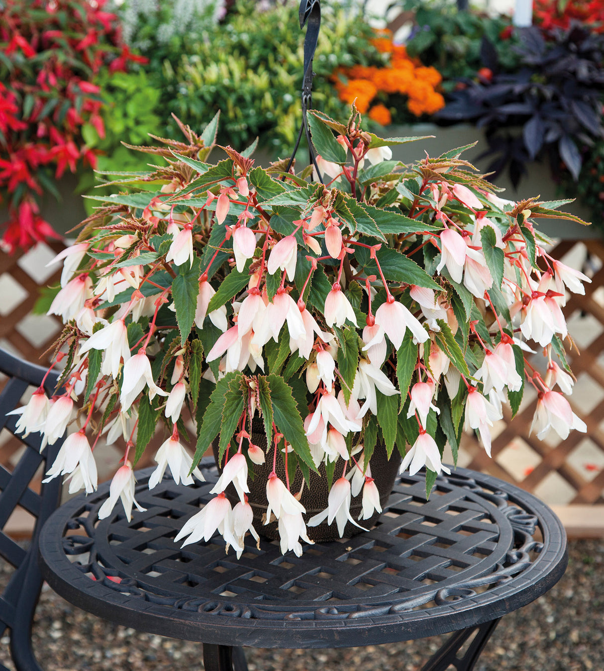 3 kpl Begonia ’Bonaparte White’