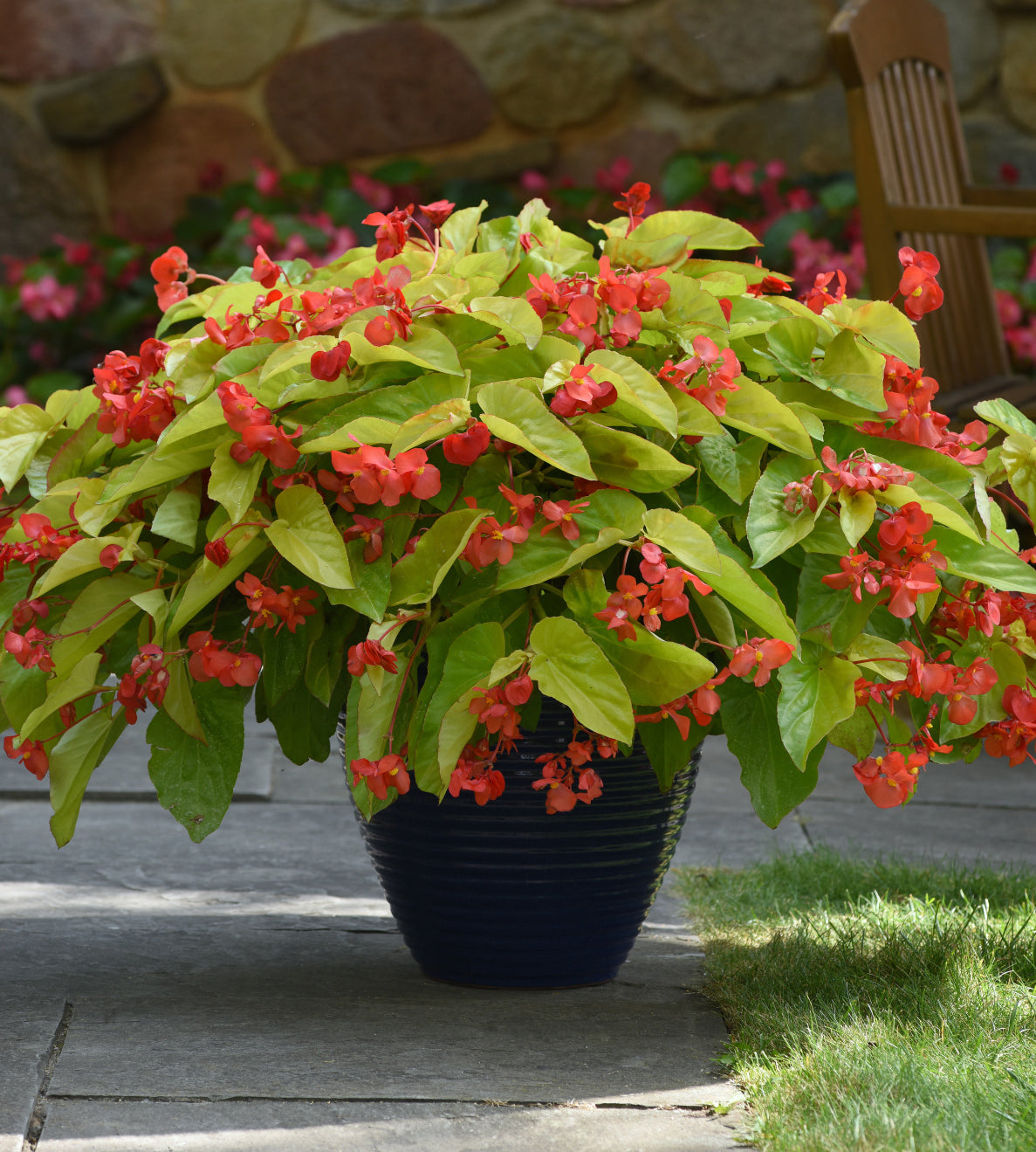 3 kpl Begonia ’Canary Wings’