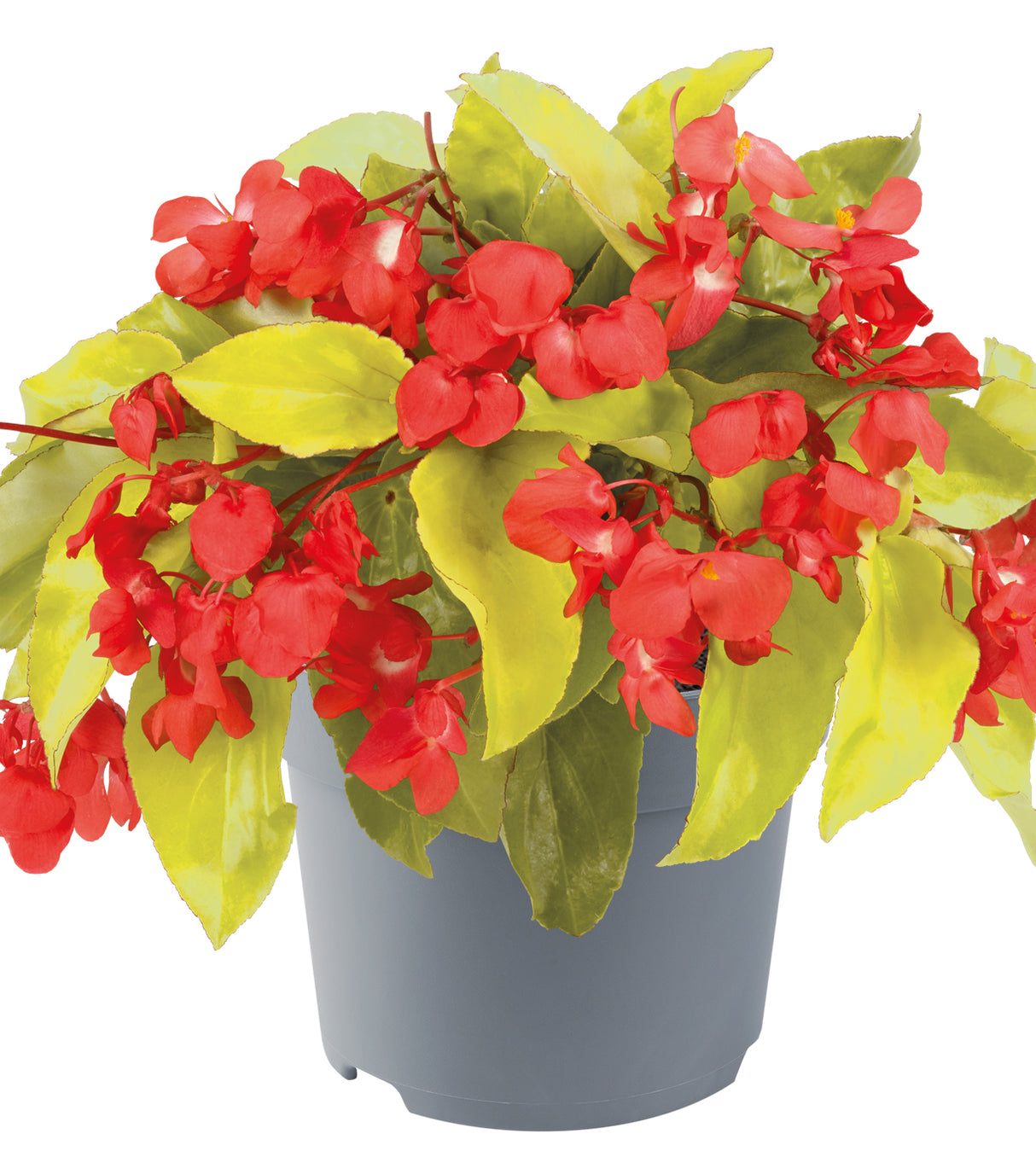 3 kpl Begonia ’Canary Wings’