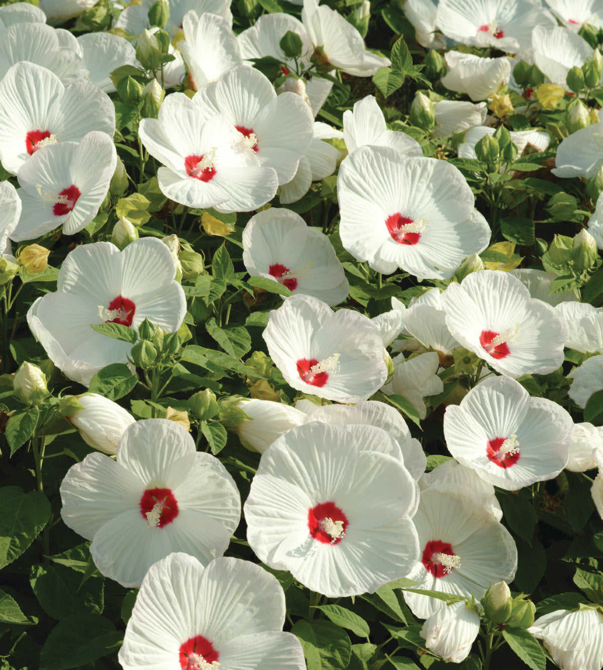 3 kpl Jättihibiskus ’Luna Red’