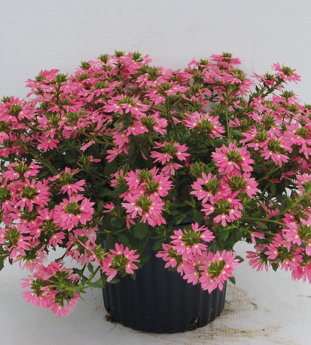 Siniviuhka 'Fancy mix' 4 kpl