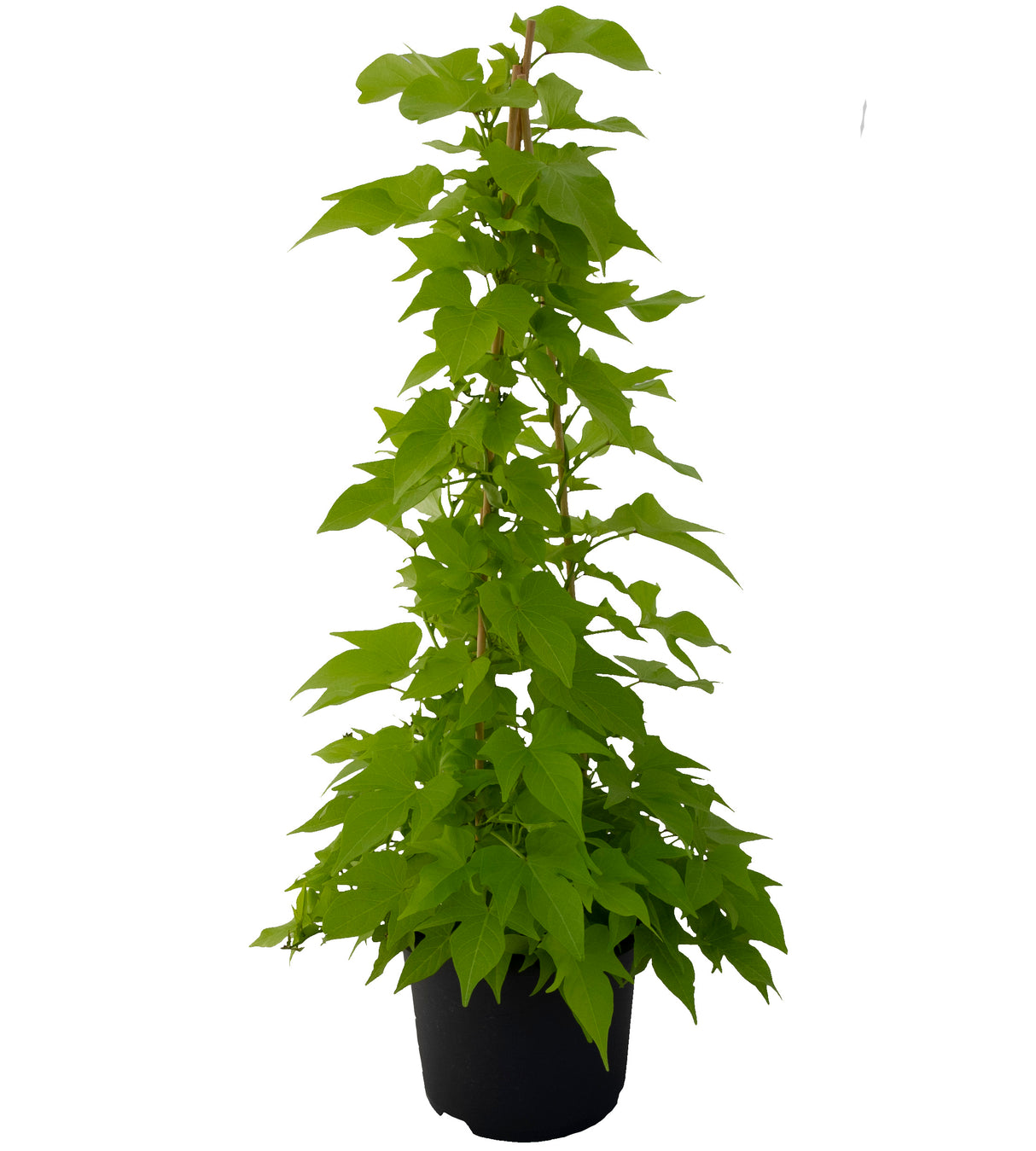 3 kpl Köynnöskoristebataatti 'Lime'