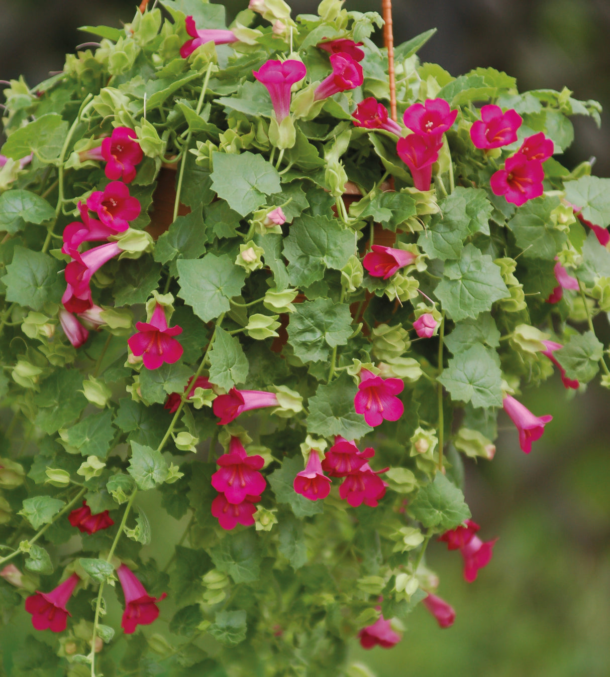 Amppelivaula 'Compact Pink' 4 kpl