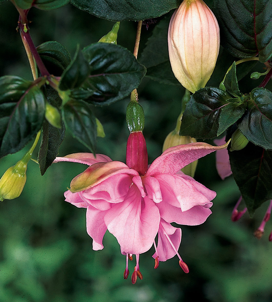 3 kpl Verenpisara 'Pink Galore’