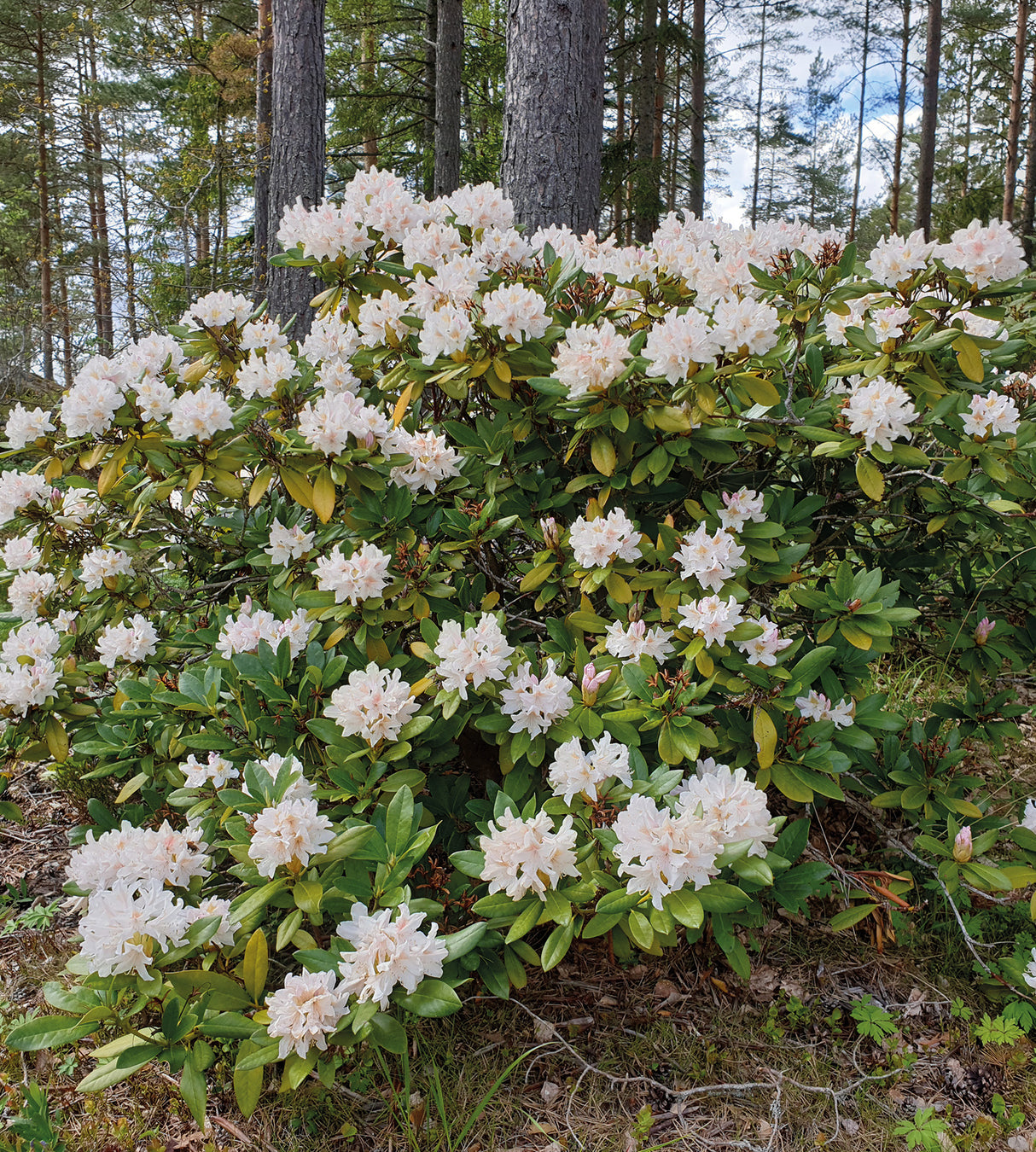 1 kpl Alppiruusu ’Cunningham’s White’