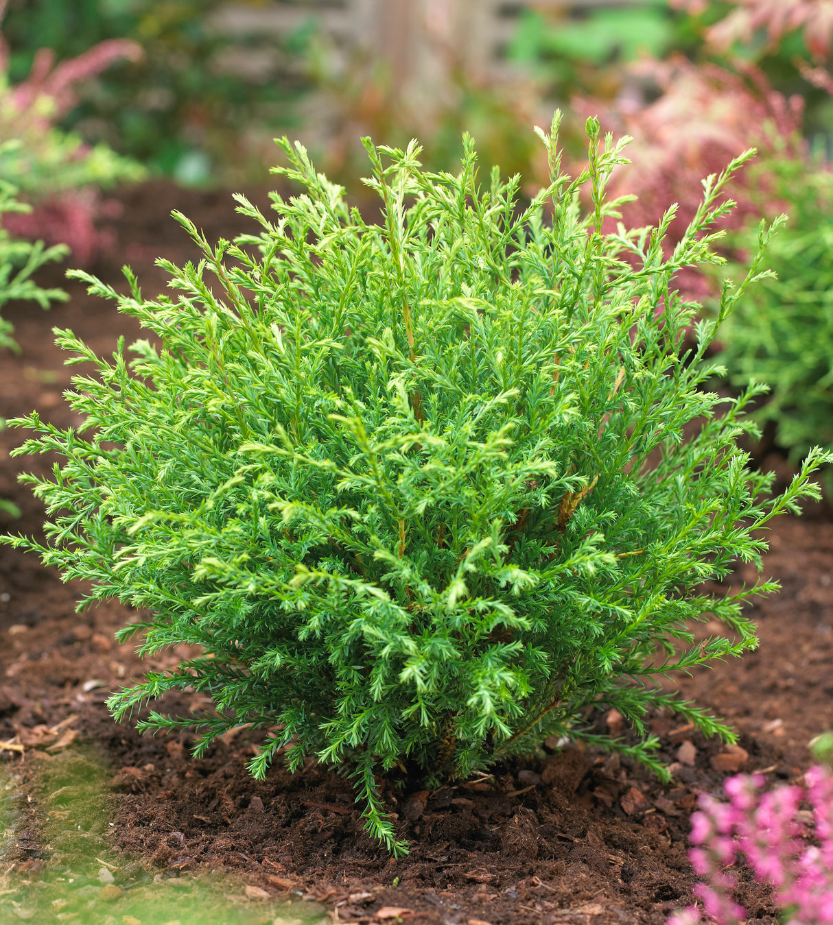 1 kpl Pallotuija ’Mr. Bowling Ball’