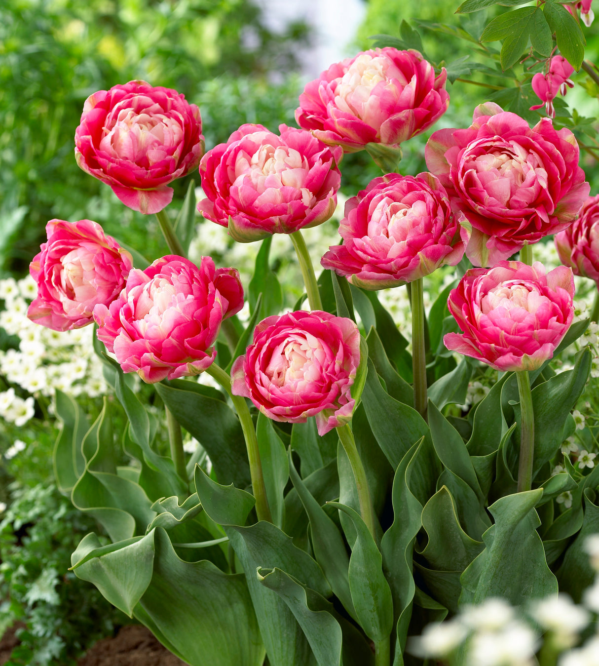 10 kpl Tulppaani Blue Wow & Double Sugar (5+5)