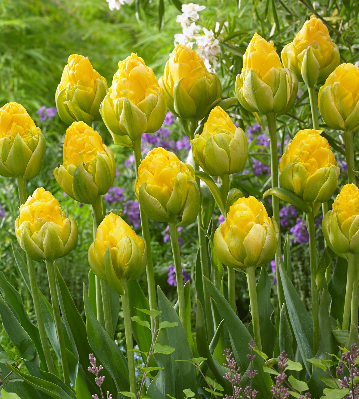 15 kpl Tulppaani ’Vanilla Coup’