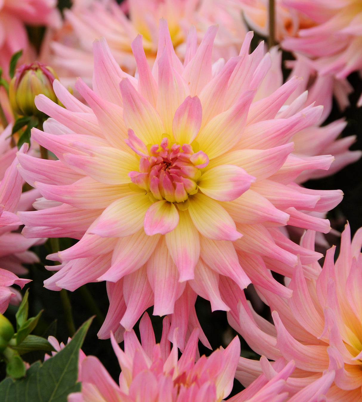 1 kpl Daalia ’Melody Gipsy’