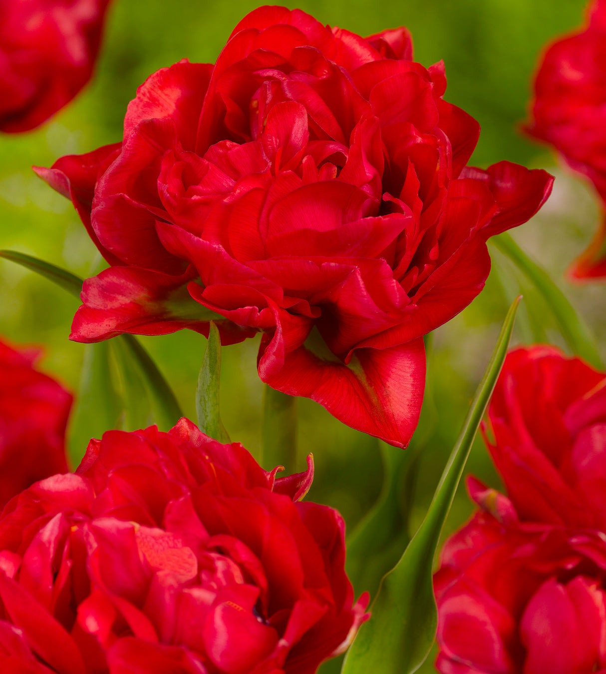 10 kpl Tulppaani Abba