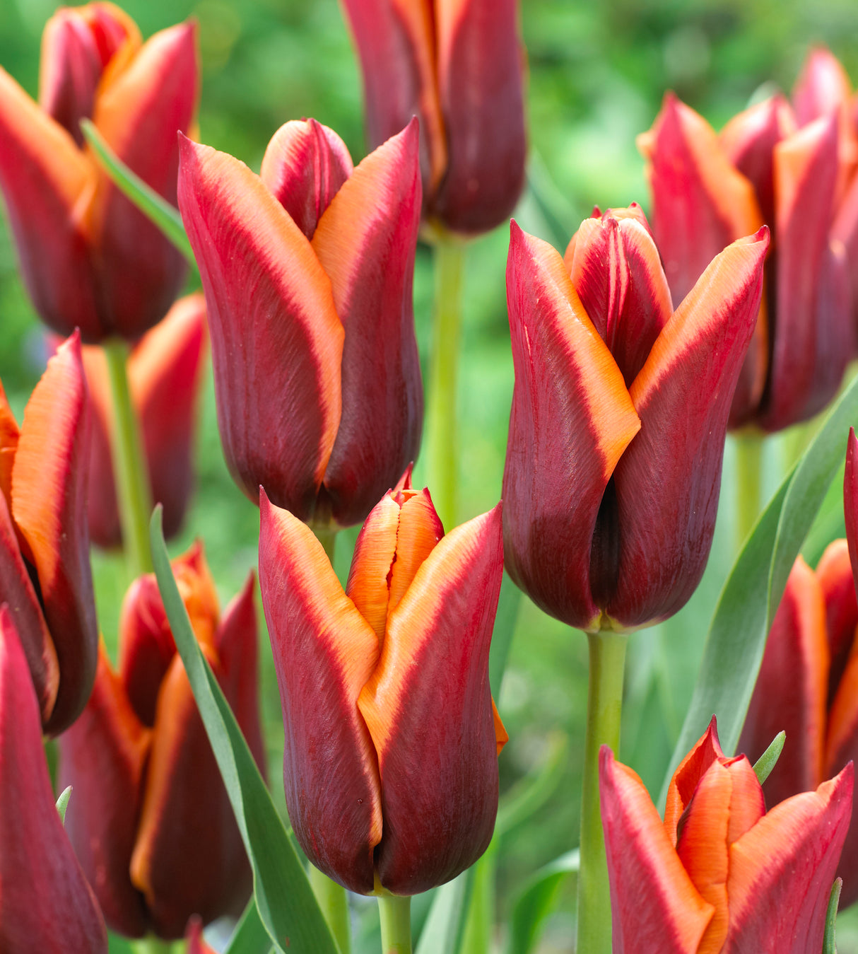 30 kpl Tulppaani ’Muvota’