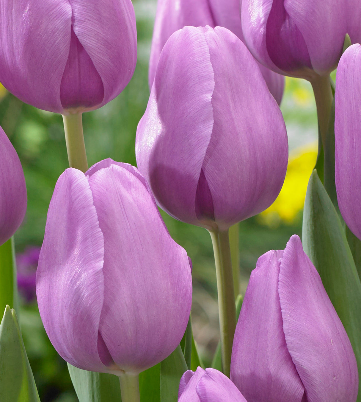 5 kpl Tulppaani 'Alibi'