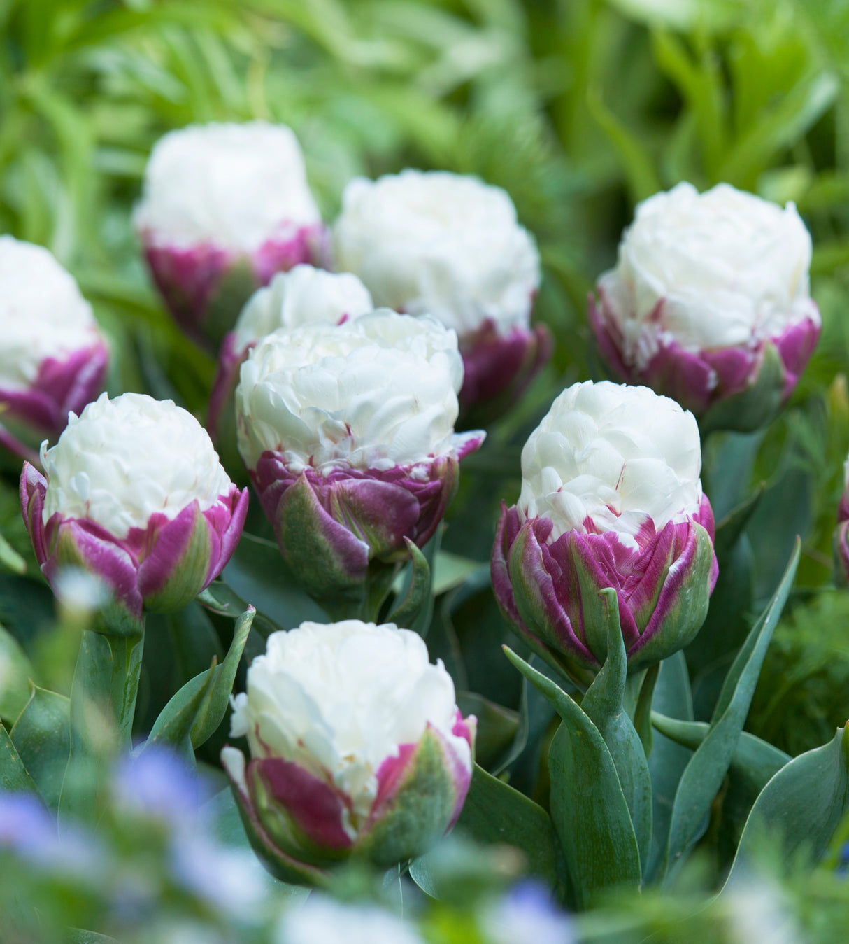 5 kpl Tulppaani 'Ice Cream'
