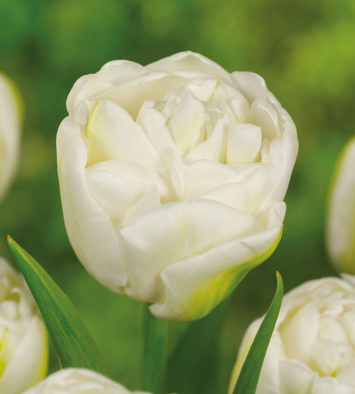 15 kpl Tulppaani Mondial