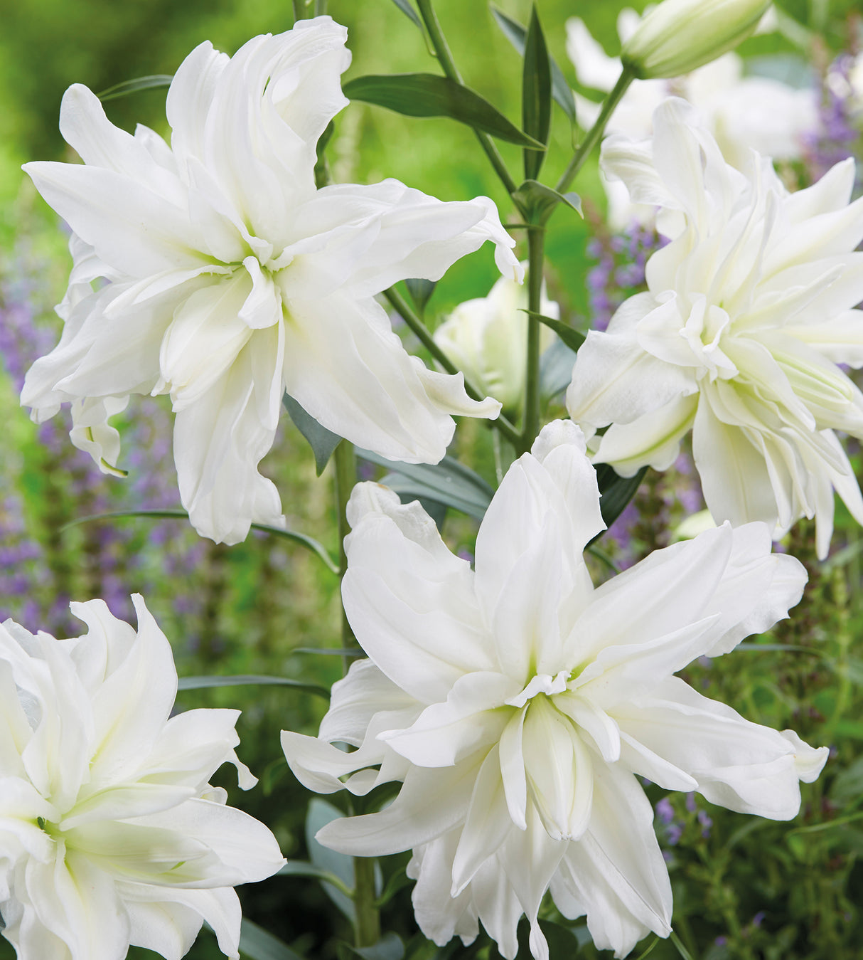 5 kpl Oriental-lilja ’Lotus Pure’